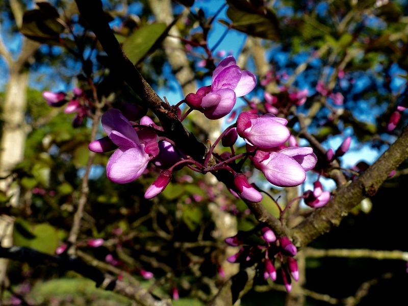 Cercis siliquastrum   Erguvan Ağacı